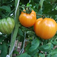 Ognennyj Pozeluj (eldkyss)